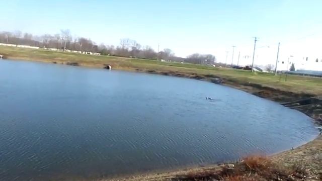 Maiden of my React 17 and interaction with some Canadian Geese Jan 3, 2016 смотреть онлайн