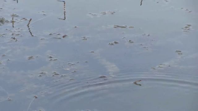 озерцо рядом с домом смотреть онлайн