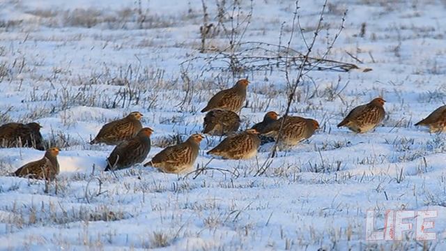 Как настрелять мешок куропаток зимой?! Секреты охоты на куропатку! смотреть онлайн