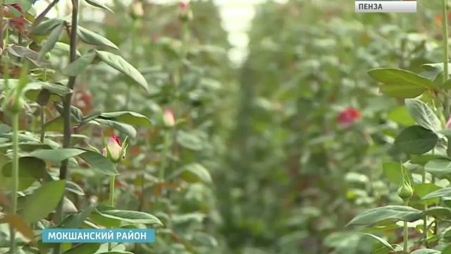 Пензенские розы вытесняют импортные растения с российского рынка смотреть онлайн