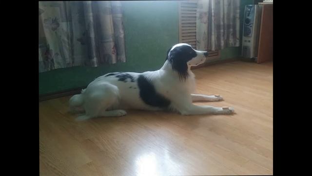 Дори метис русского спаниеля смотреть онлайн