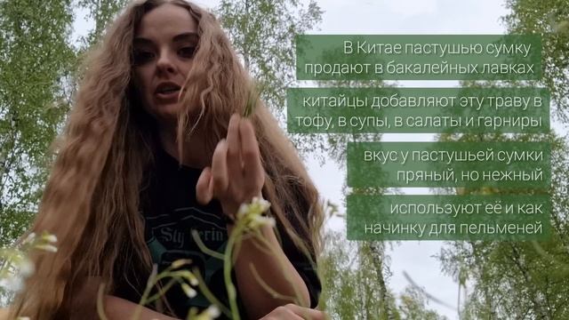 Сорняк, который незаслуженно выбрасывают, хотя он вкусен и полезен: пастушья сумка (растёт и в лесу смотреть онлайн