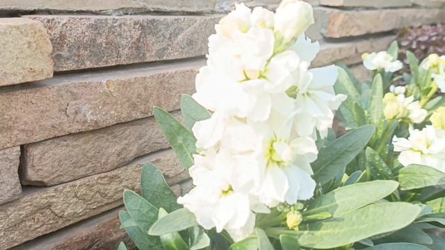 Enhance Your Garden and Lawn: Matthiola Incana Flowers in Diverse Colors for Stunning Decor | NATLo смотреть онлайн