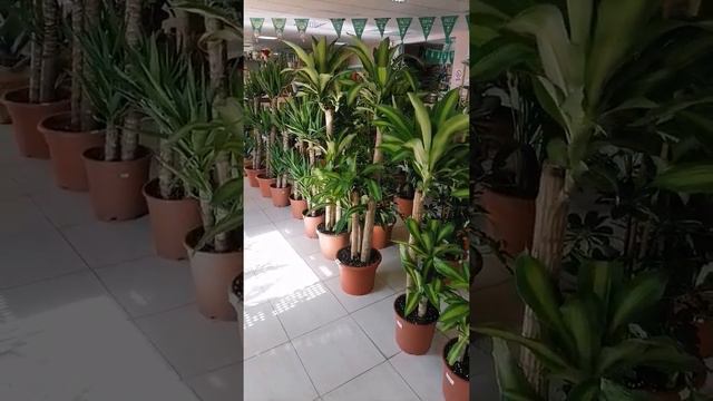 😍😍😍 dracaena massangeana plant #short смотреть онлайн