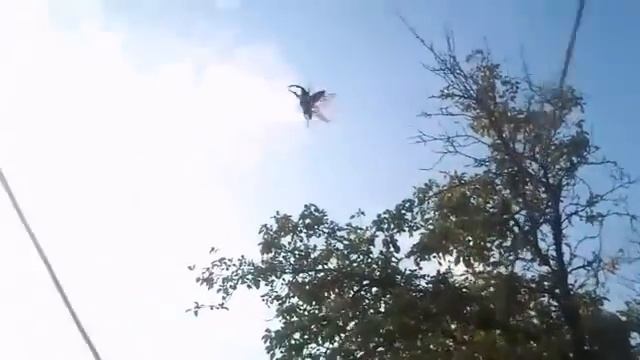 Жук-олень: полет | Stag beetle: flight (Lucanus cervus) смотреть онлайн