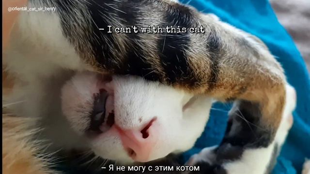 Кот проснулся ОТ ГОЛОДА😲 Что? Неожиданная развязка🤭 Ориентальный кот рулит смотреть онлайн