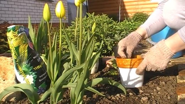 УХОД ЗА ДЕКАБРИСТОМ В ДОМАШНИХ УСЛОВИЯХ // ПЕРЕСАДКА смотреть онлайн