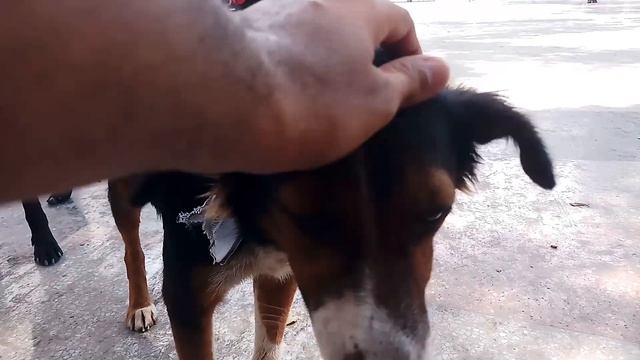 Esto Pasa en las CALLES DE CUBA. Así es una ?FERIA de ADOPCION. Ley de ?BIENESTAR ANIMAL en Cuba смотреть онлайн