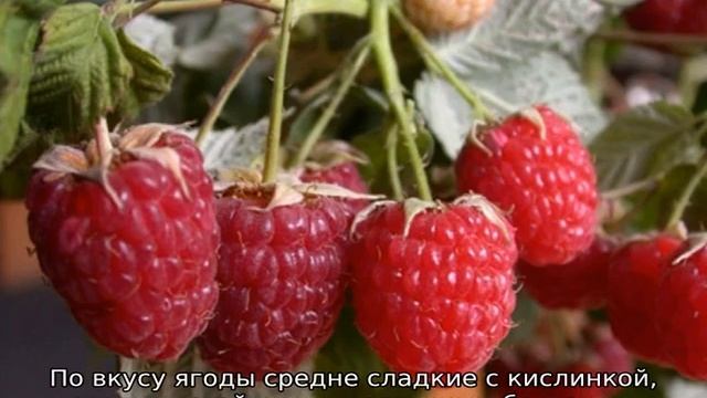 Малина ремонтантная: лучшие сорта для Сибири смотреть онлайн