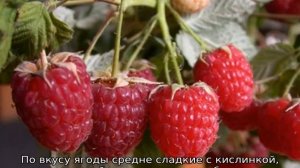 Малина ремонтантная: лучшие сорта для Сибири
