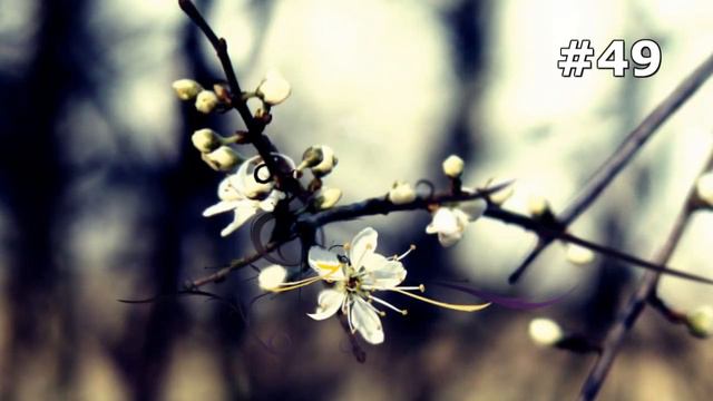 #49. Цветы и растения - очень красивые цветы смотреть онлайн