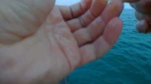 МОРСКАЯ РЫБАЛКА С МЕСТНЫМ РЫБОЛОВОМ ? ЛОВЛЯ СТАВРИДЫ в черном море с берега