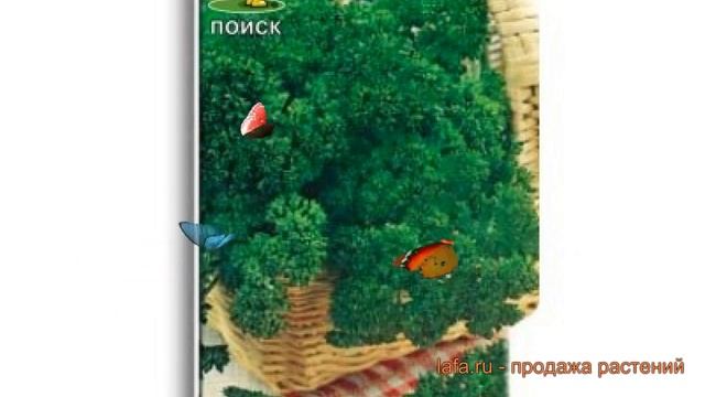 Петрушка обыкновенная Мооскраузе 2 кудрявая ? обзор: как сажать, семена петрушки смотреть онлайн