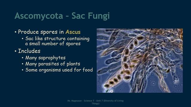 7.3.2 - Types of Fungi смотреть онлайн