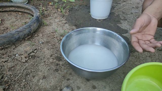 Hugas Bigas at Human Urine para sa Malago at Mabulaklak na Bougainvillea смотреть онлайн