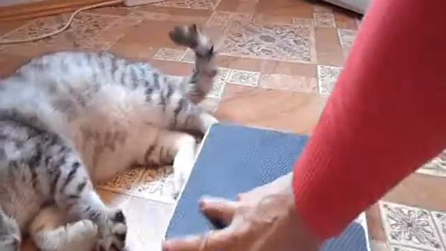 Как взвесить кота? смотреть онлайн