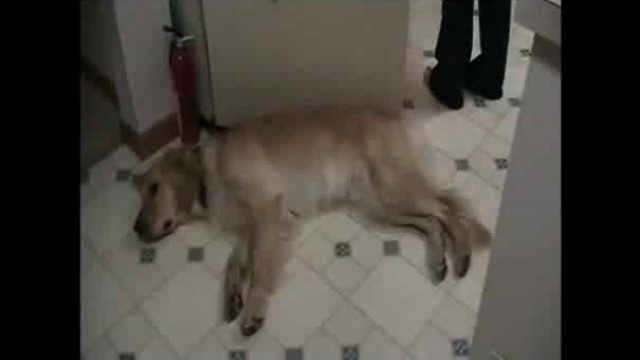 Самый ленивый пес в мире смотреть онлайн