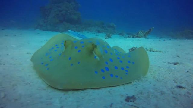 Sting ray hunting, Red Sea, Egypt // скат охотится, Красное море, Египет смотреть онлайн