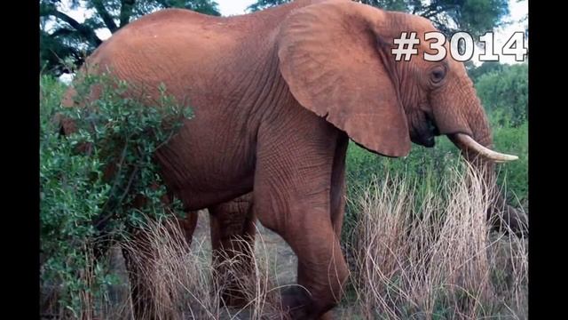 #3014. Слоны (В мире животных) смотреть онлайн