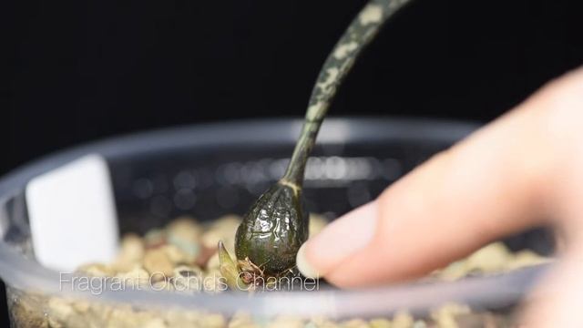 Oeceoclades perrieri in Lechuza Pon. Эта вариегатная орхидея проста в уходе. смотреть онлайн