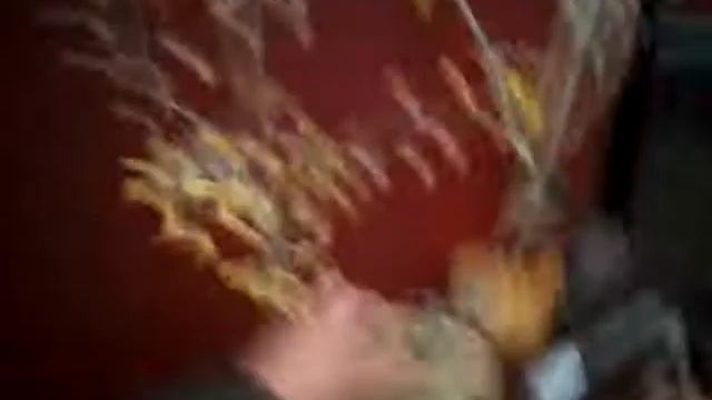 Капуста проросла смотреть онлайн