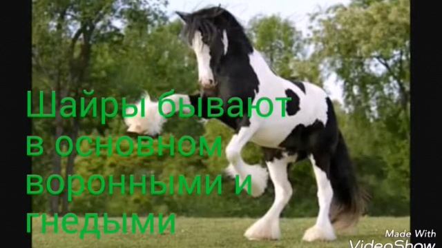 Шайры(породы лошадей) ? смотреть онлайн