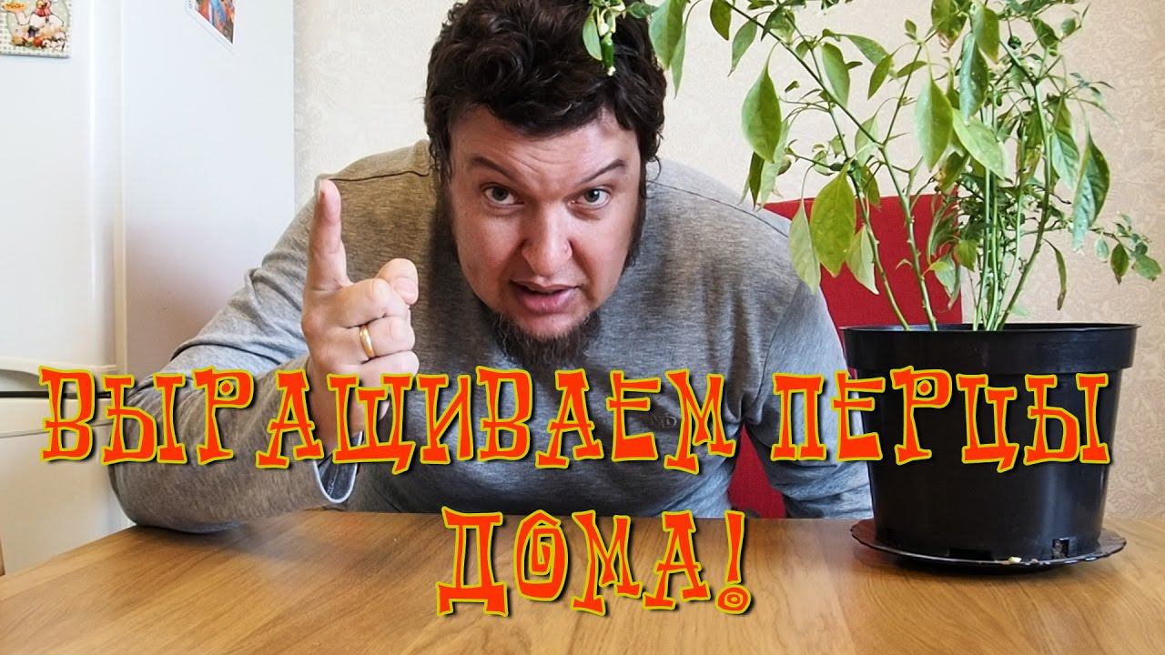 Выращиваем перец чили дома. Часть 4: перцы растут бодро! Но не все...