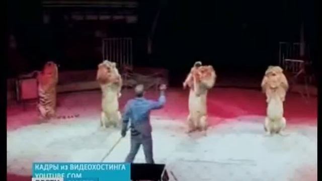 Вся египетская сила на сцене саратовского цирка смотреть онлайн