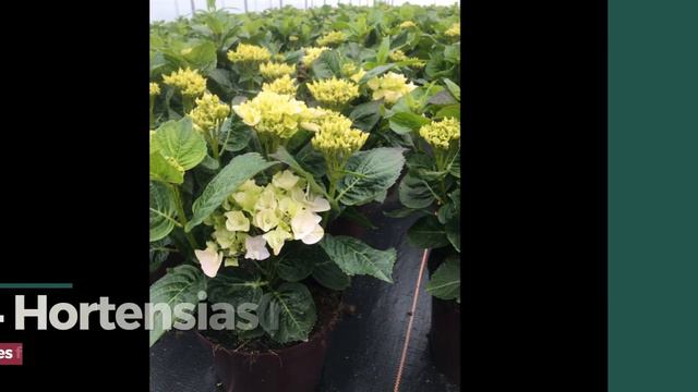Collection HORTENSIA Rembrandt