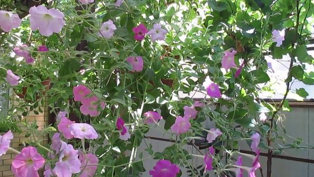 Кашпо с петуньей🌸🌸🌸🍃🍃🍃 смотреть онлайн
