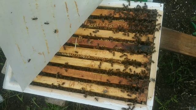 ПОЛОСКИ-УБИЙЦЫ WANG SHI ???. BEEKEEPING. ПОЛОСКИ ВАНШИ. БОРЬБА С КЛЕЩЕМ. КЛЕЩ ВАРРОА. смотреть онлайн