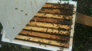 ПОЛОСКИ-УБИЙЦЫ WANG SHI ???. BEEKEEPING. ПОЛОСКИ ВАНШИ. БОРЬБА С КЛЕЩЕМ. КЛЕЩ ВАРРОА.