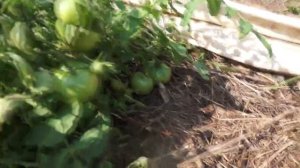 Непасынкующиеся томаты. Томаты без ухода. Сорта "Монгольский карлик" и "Непас 12".