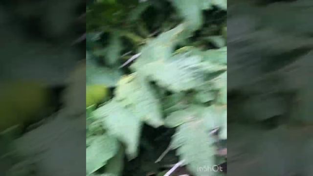 Томатные гномы,все нюансы выращивания! смотреть онлайн