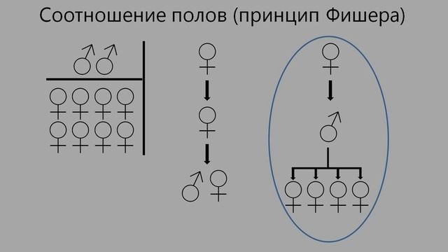 Соотношение полов (принцип Фишера) смотреть онлайн