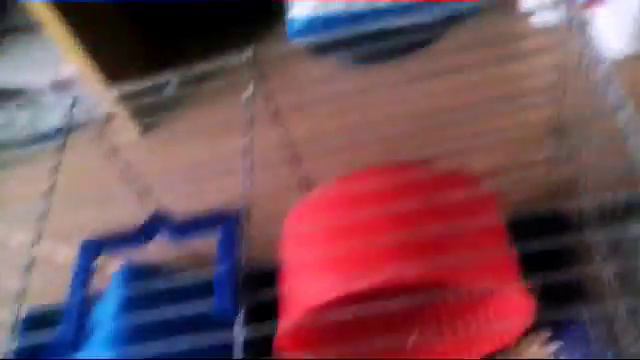 Обзор на моих хомяков смотреть онлайн