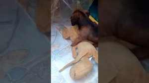 Щенок таксы злится