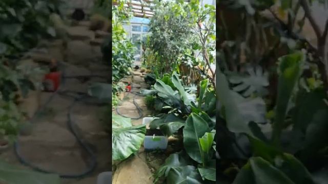 Стрелиция регина #цветы #стрелиция смотреть онлайн