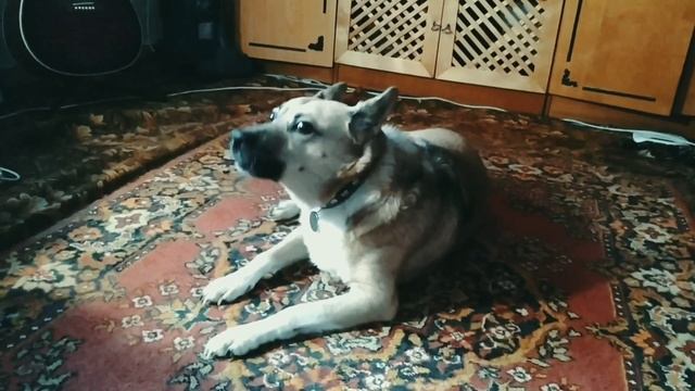 Пёс поёт смотреть онлайн