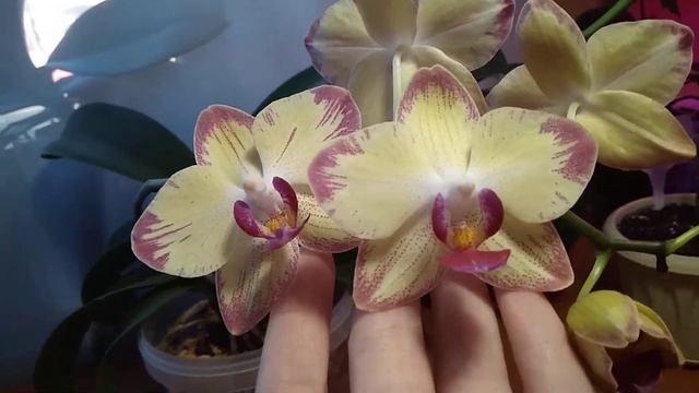 Цветение орхидеи фаленопсис "Попугай"/"Papagayo" смотреть онлайн