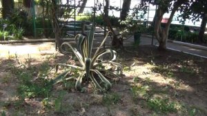 Военный санаторий Гагра   Трудный путь к морю