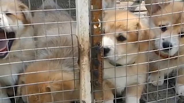 4Pcs Full Cover Protective Glass for Iphone 11 12 13 Pro XS Max Camera смотреть онлайн