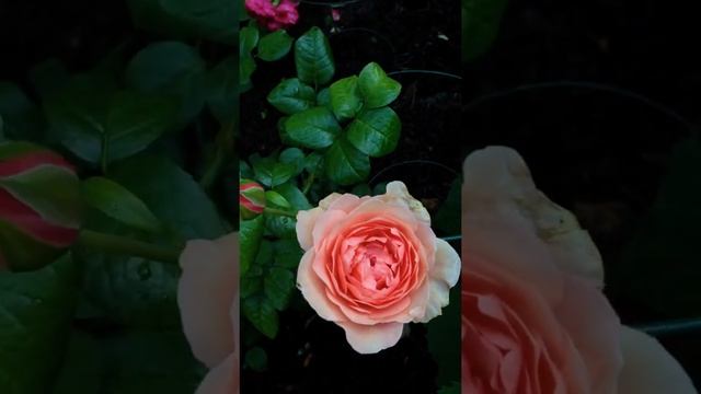 Strawberry Hill rose смотреть онлайн