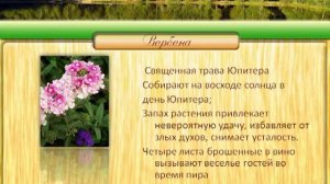 Магия растений. Вербена