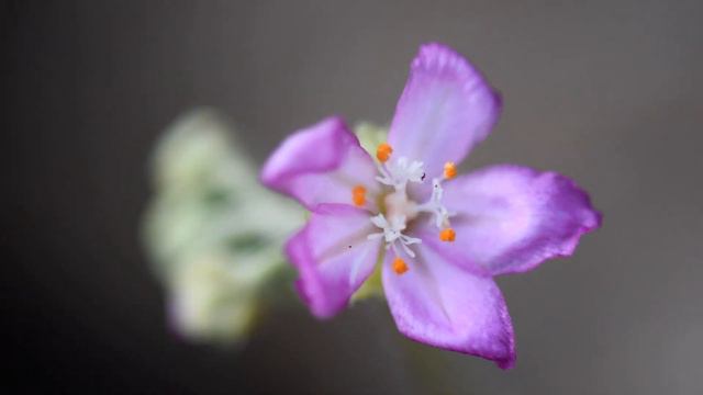 Charming Purple Wild Flower смотреть онлайн