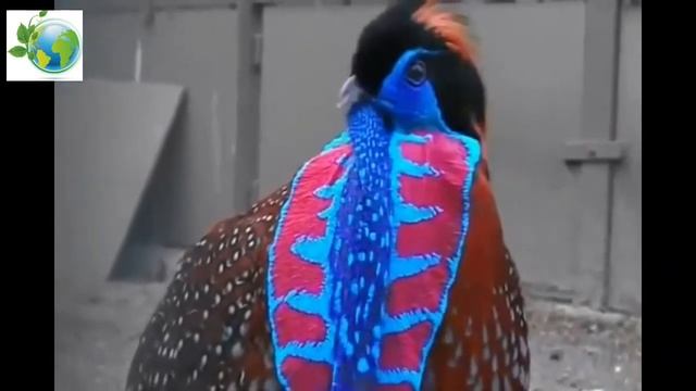 Temminck's Tragopan. Tragopan Temminckii.