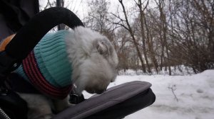 С КОТОМ ВХОД РАЗРЕШЁН! КЕВИН И БИЛЛИ НА ПРОГУЛКЕ С МАРУСЕЙ