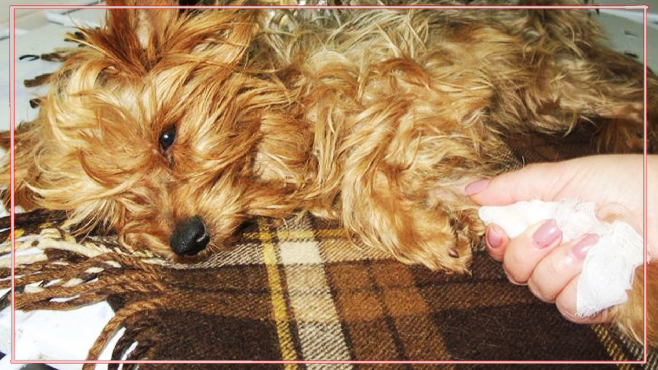 Для него дом превратился в тюрьму… В один день йоркширского Кешу просто вычеркнули из жизни смотреть онлайн