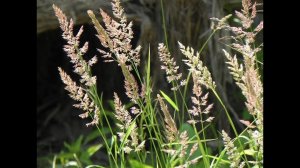 Как избавиться от травы на кладбище навсегда