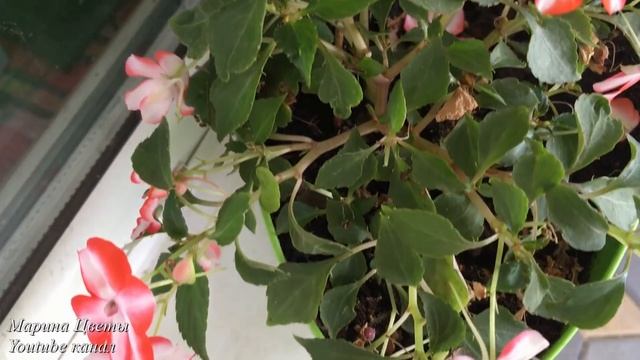 ВЫРАЩИВАНИЕ БАЛЬЗАМИНА. БОЛЕЗНИ. УХОД. смотреть онлайн